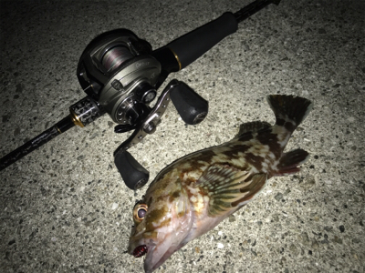 25cmガシラ！！ですが胸糞の悪い釣行でした！