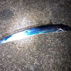 ホームのタッチー調査