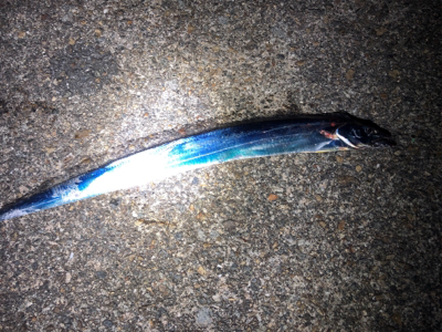 ホームのタッチー調査