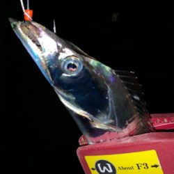 やっぱりテンヤやわ！