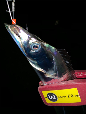 やっぱりテンヤやわ！