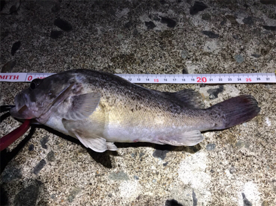 ヒラメを求めて☆西積丹☆五目釣り