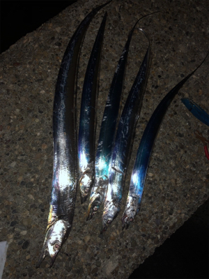 青物あかんかったけどDragonサイズ