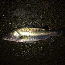 雨の後は調子が上がってきました。