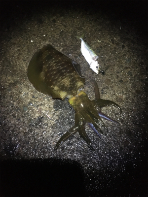 アオリちゃんが急に成長した