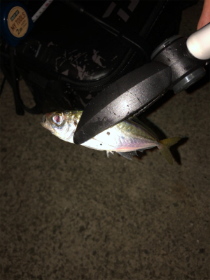 連休合間のアジング♫