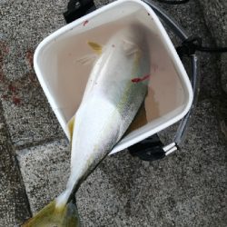 久しぶりのハマチ