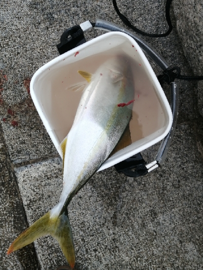 久しぶりのハマチ