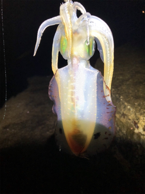 雨上がりの釣行