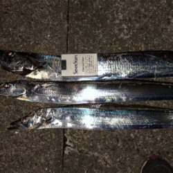 台風後の調査確認!ヨシ!