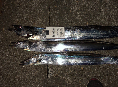 台風後の調査確認！ヨシ！