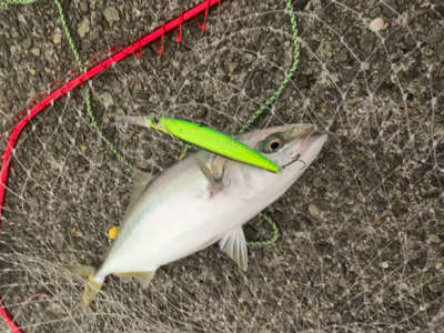 沖堤防でショアジギング