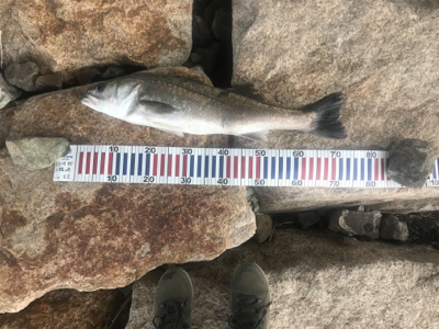 リバーシーバス