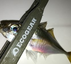 ナイトアジング