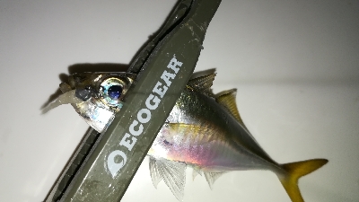 ナイトアジング