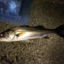 ベイトを追い回すシーバス