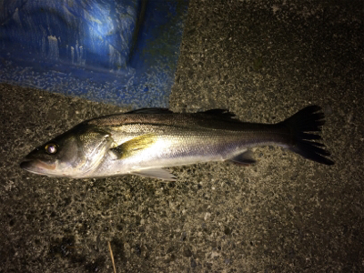 ベイトを追い回すシーバス