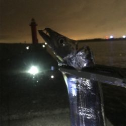 ワインド？アジング？