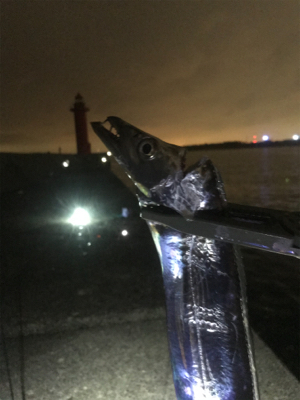 ワインド？アジング？