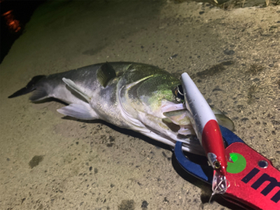台風明けも入れ食い！！