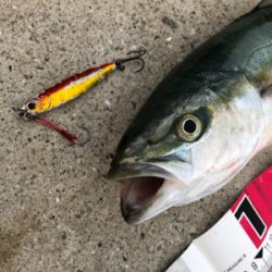 夕まずめ、何とか三目^_^♪