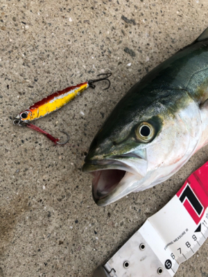 夕まずめ、何とか三目^_^♪