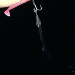 今シーズン1番の冷え込み