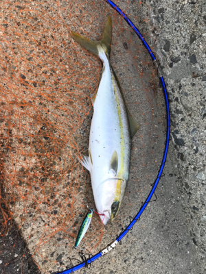 サイズが大きくなってます！