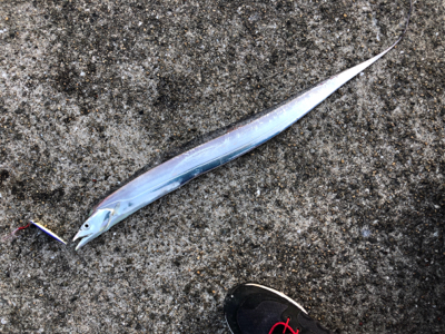 今年初‼️タチ…