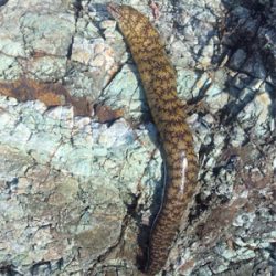 まさかの獲物！