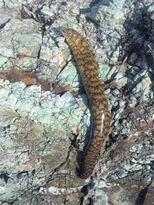 まさかの獲物！