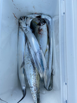 青物はいい感じだがムラありかな