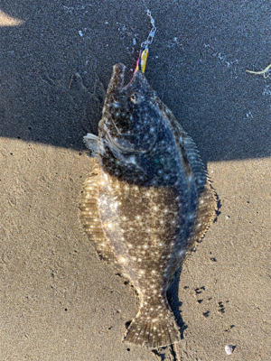 ジギングサビキ