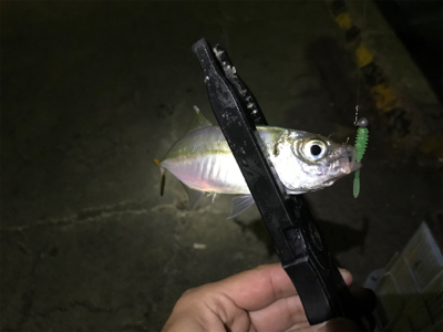 ちょっと大きくなってきた