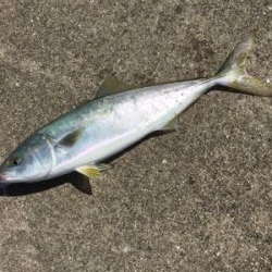 ハマチが釣れました