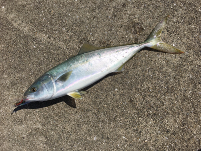 ハマチが釣れました