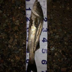 ハーモニカ喰い