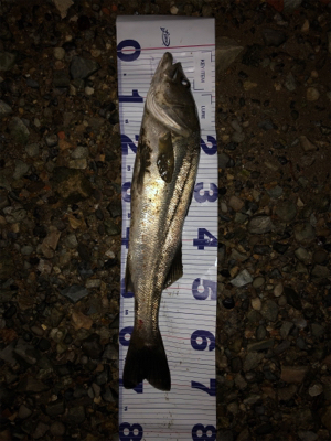 ハーモニカ喰い