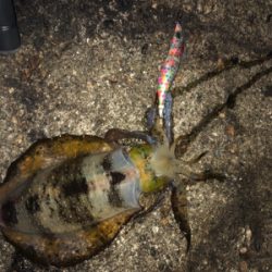 アオリなんとか釣れた