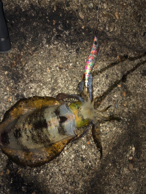 アオリなんとか釣れた