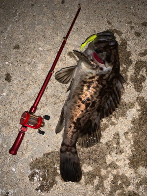 ガチャガチャの釣り竿にて
