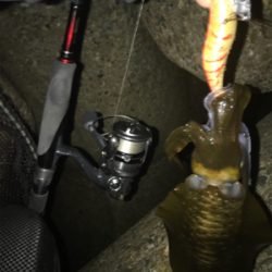 久しぶりのアオリ(^.^)