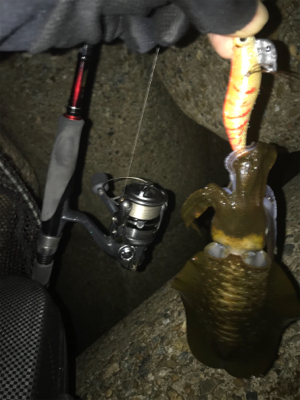 久しぶりのアオリ(^.^)