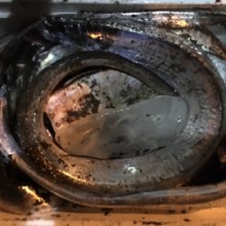 テンヤで良型サバ!?