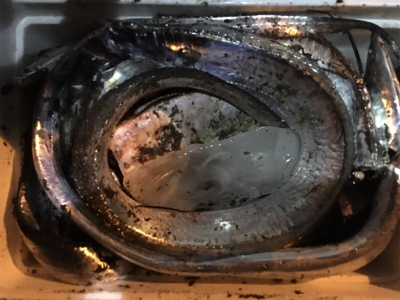 テンヤで良型サバ!?