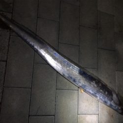 ワインド＆ライトショアジギング