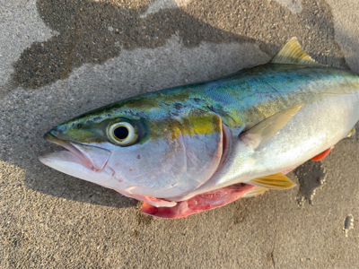 久々のハマチャン