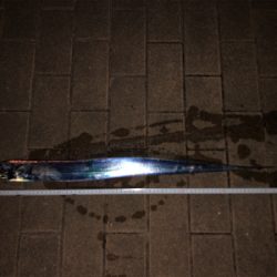 タチウオぱらぱらしかおらず、、、。