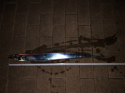 タチウオぱらぱらしかおらず、、、。