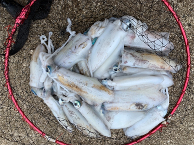 夜にエギング   朝はショアジギ